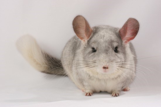 10-essential-tips-for-chinchilla-owners-541acafdc2ec0.jpg