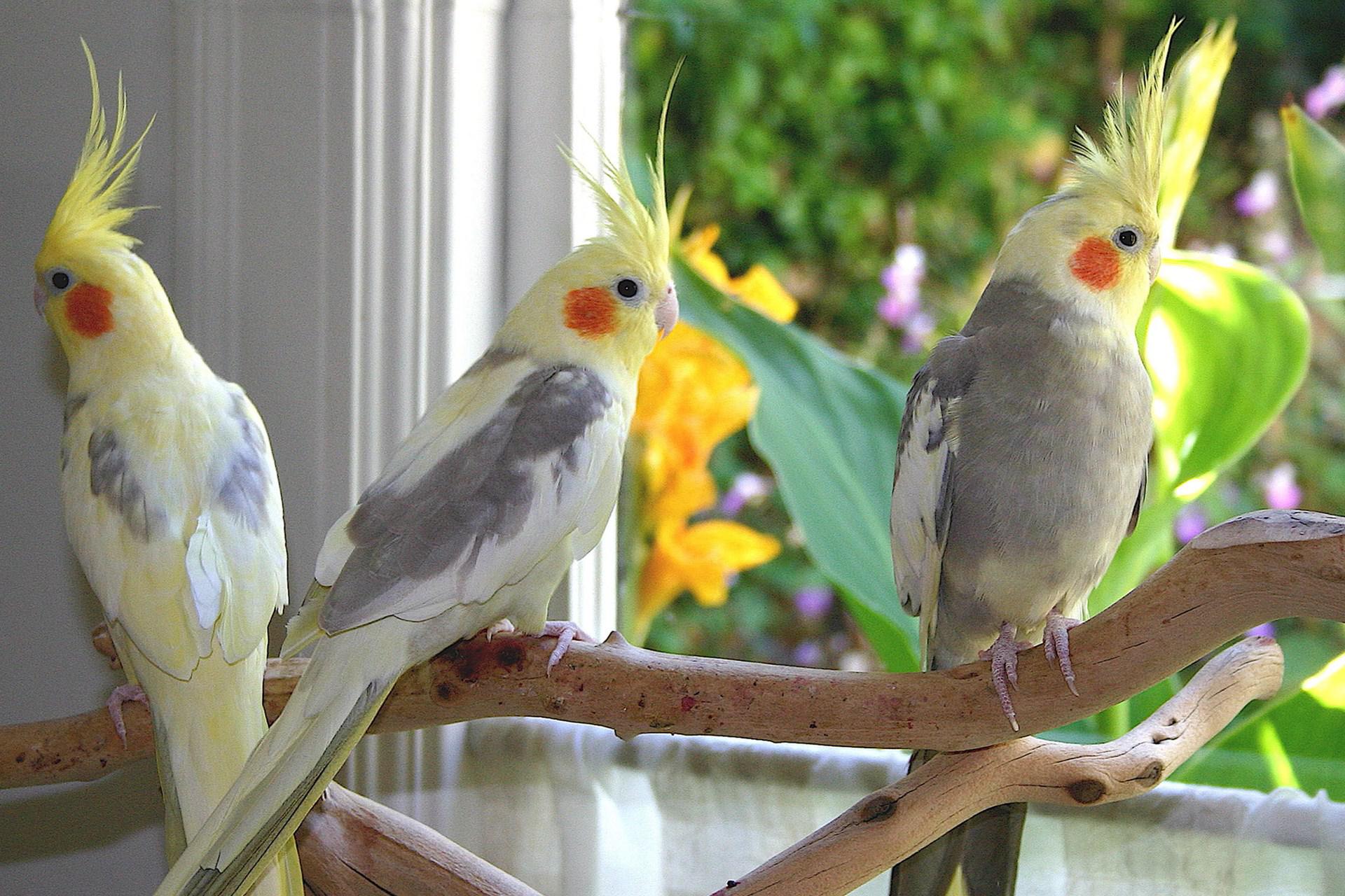چگونه محیطی امن برای پرندگان خانگی ایجاد کنیم؟